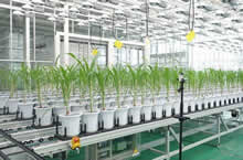 AgriPheno?平臺(tái)Scanalyzer 3D系統(tǒng) AgriPheno?平臺(tái)Scanalyzer 3D系統(tǒng)