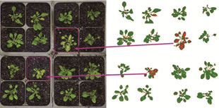 Scanalyzer HTS可見(jiàn)光成像分析擬南芥葉片表農(nóng)藥殘留 Scanalyzer HTS可見(jiàn)光成像分析擬南芥葉片表農(nóng)藥殘留
