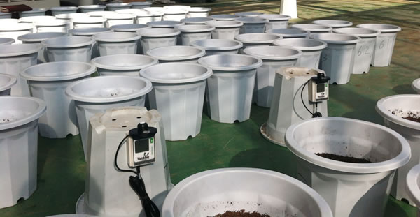 Spectrum 1450植物生長微型氣象站Agripheno玉米溫室應用實例2.jpg Spectrum 1450植物生長微型氣象站Agripheno玉米溫室應用實例2.jpg