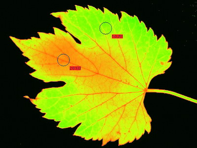 seite2c2.jpg seite2c2.jpg