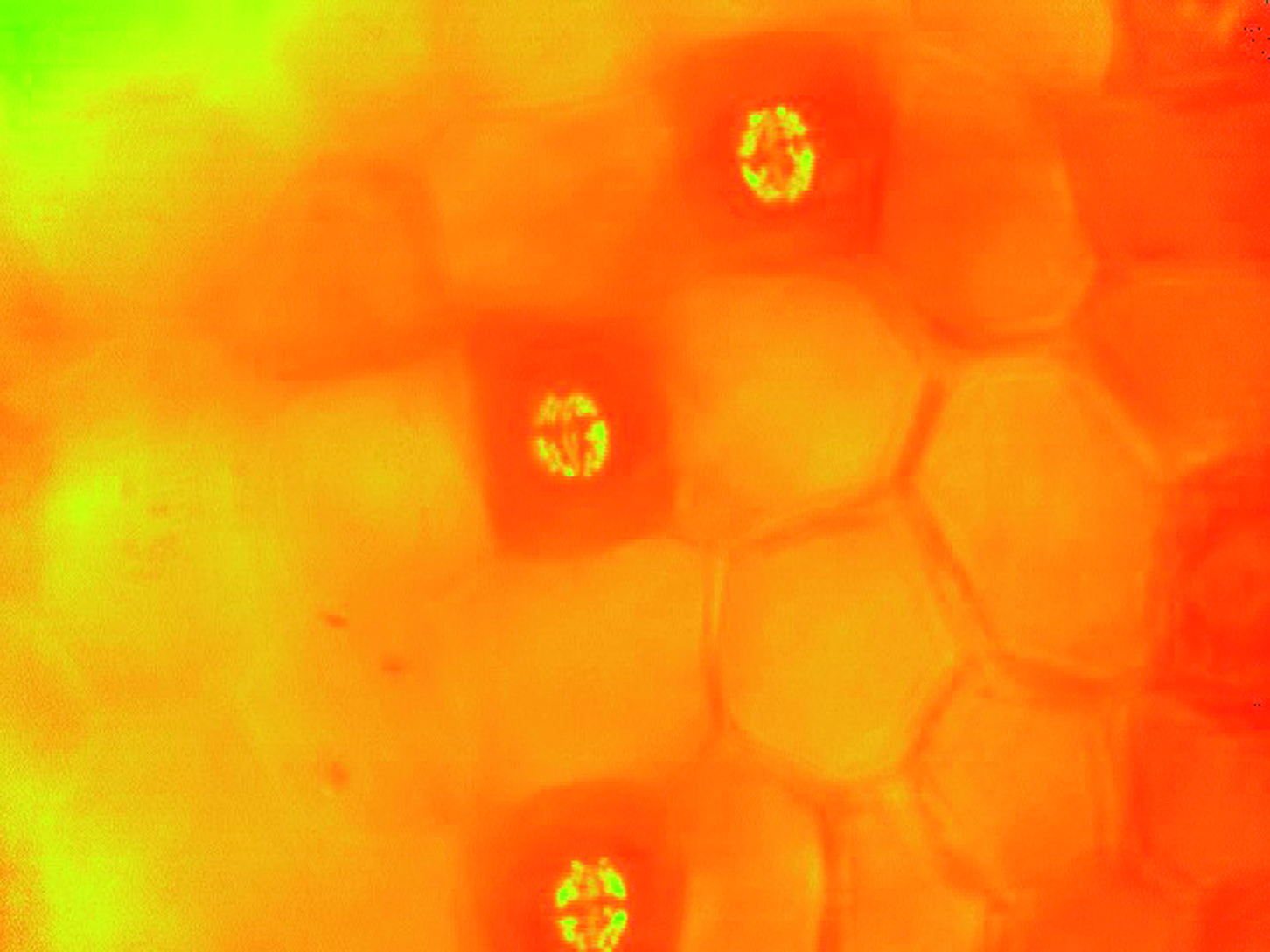 zebrina04fo.jpg zebrina04fo.jpg