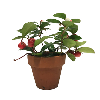 flower_副本.jpg flower_副本.jpg