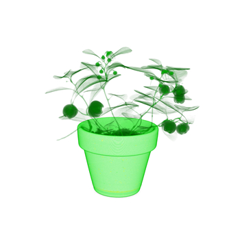 Flower 3D重建圖.jpg Flower 3D重建圖.jpg