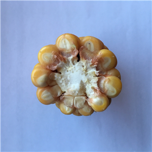 Maize_副本.jpg Maize_副本.jpg