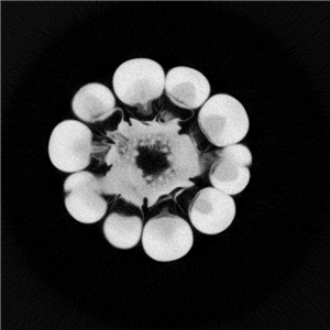 MaizeCernels2_副本.jpg MaizeCernels2_副本.jpg