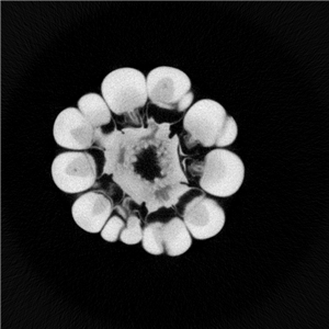 MaizeCernels3_副本.jpg MaizeCernels3_副本.jpg