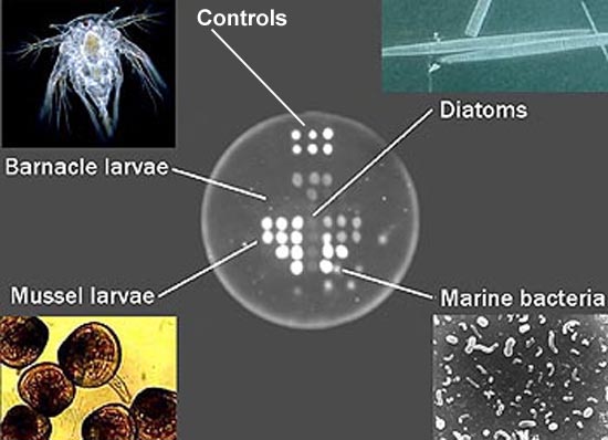 esp_puckexplain.jpg esp_puckexplain.jpg