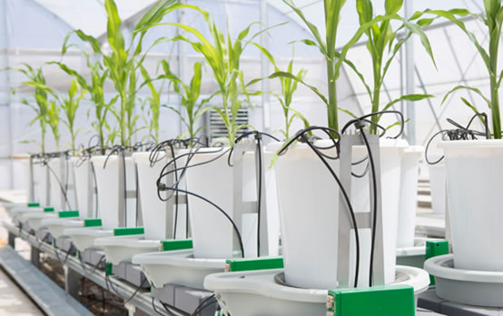 palntarray.jpg palntarray.jpg