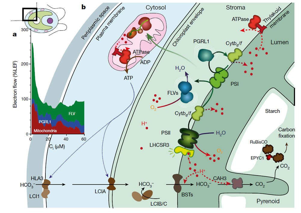 Nature-2.jpg Nature-2.jpg