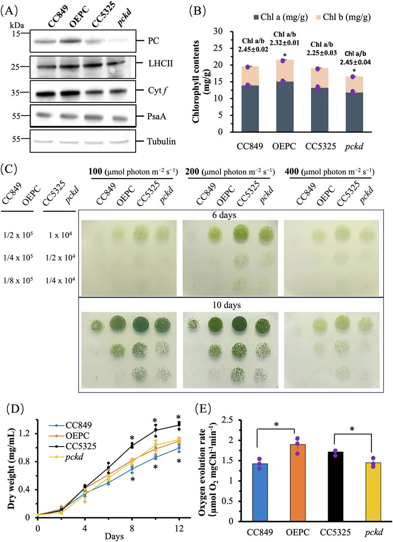圖125032601.jpg 圖125032601.jpg