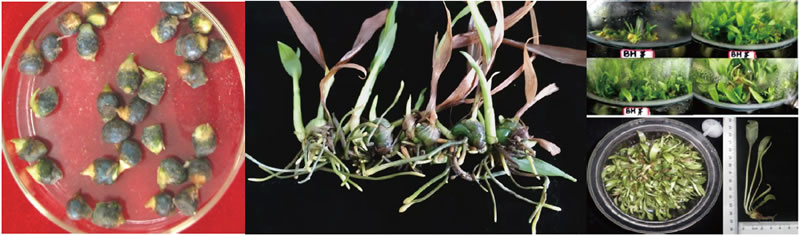 BioF25081205.jpg BioF25081205.jpg