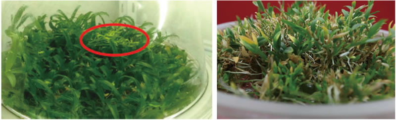 BioF25081211.jpg BioF25081211.jpg