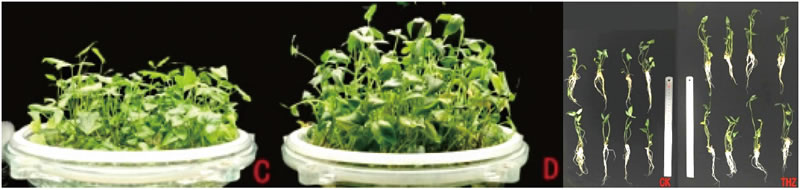 BioF25081215.jpg BioF25081215.jpg