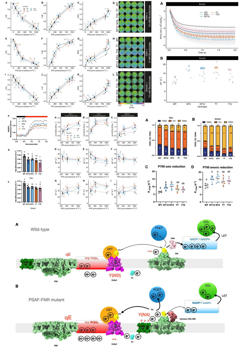 DUALPAM10023.jpg DUALPAM10023.jpg